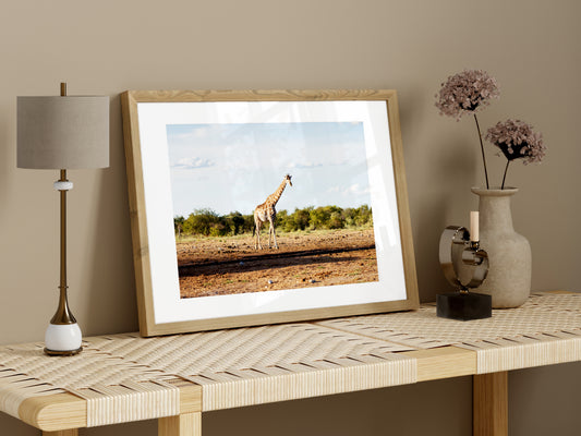 Giraffe im letzten Licht des Tages